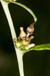 Spoon-leaf purple everlasting